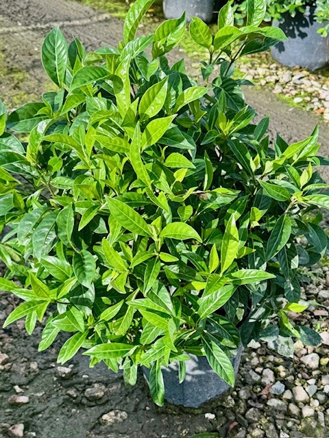 psychotria-ligustrifolia-psychotria-bahamensis-bahama-wild-coffee