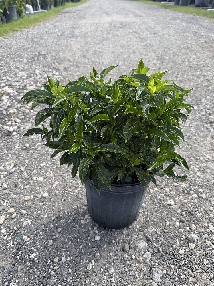 psychotria-ligustrifolia-psychotria-bahamensis-bahama-wild-coffee