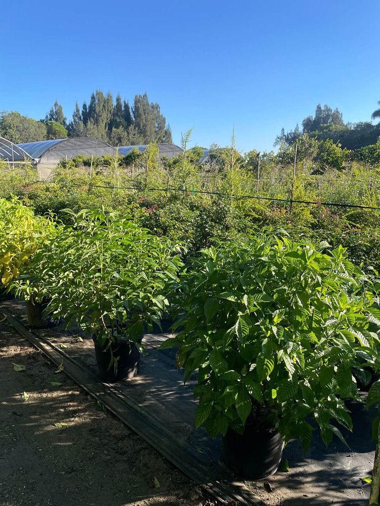 psychotria-ligustrifolia-psychotria-bahamensis-bahama-wild-coffee