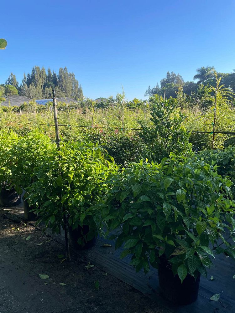 psychotria-ligustrifolia-psychotria-bahamensis-bahama-wild-coffee