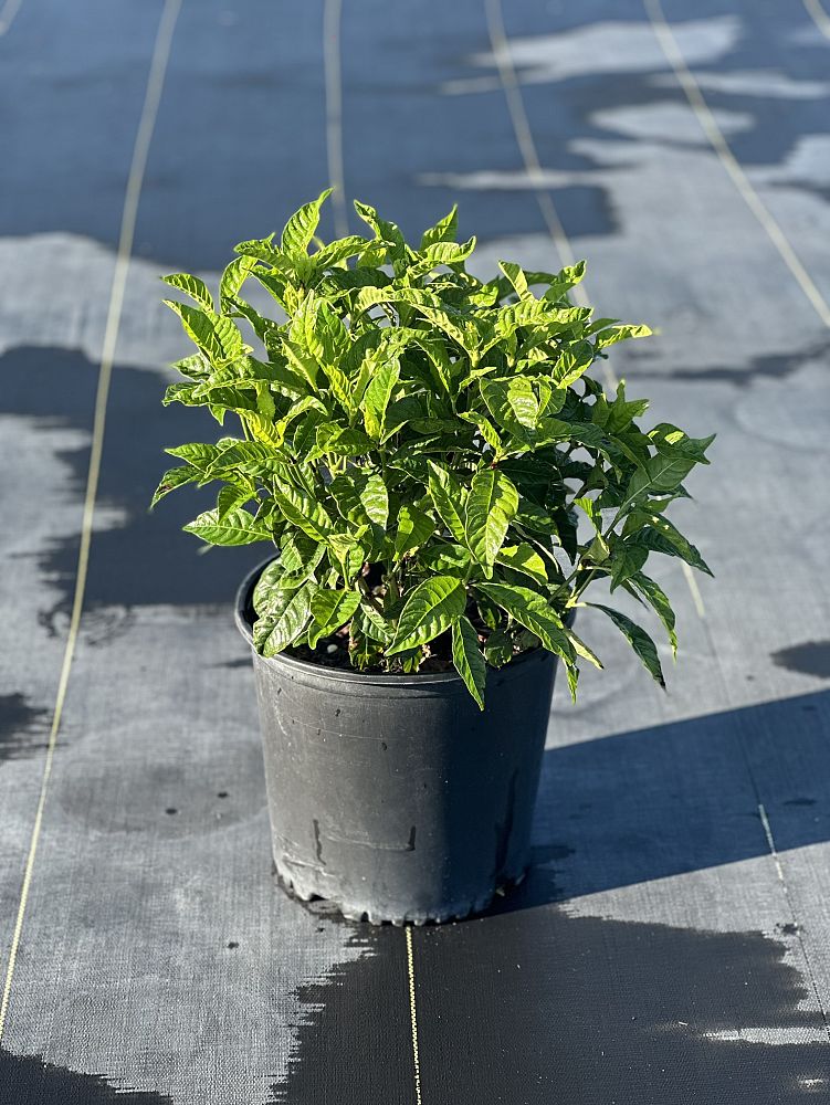 psychotria-nervosa-little-psycho-wild-coffee