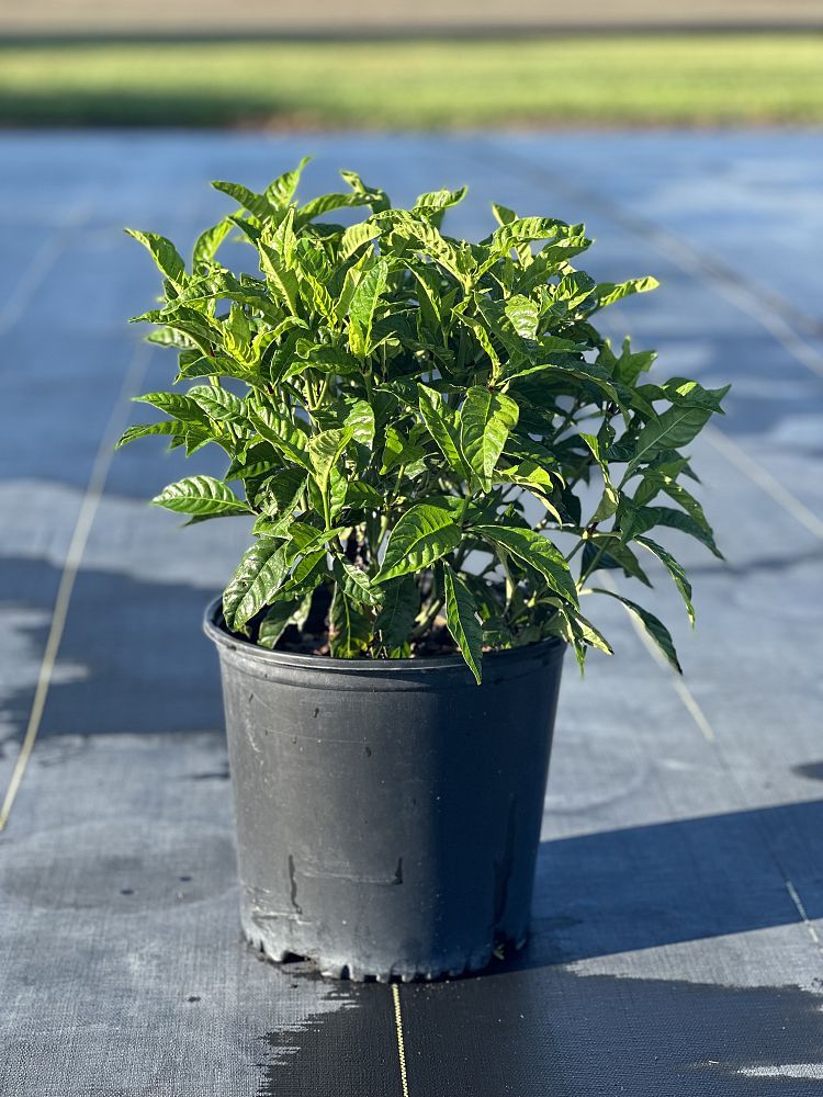psychotria-nervosa-little-psycho-wild-coffee