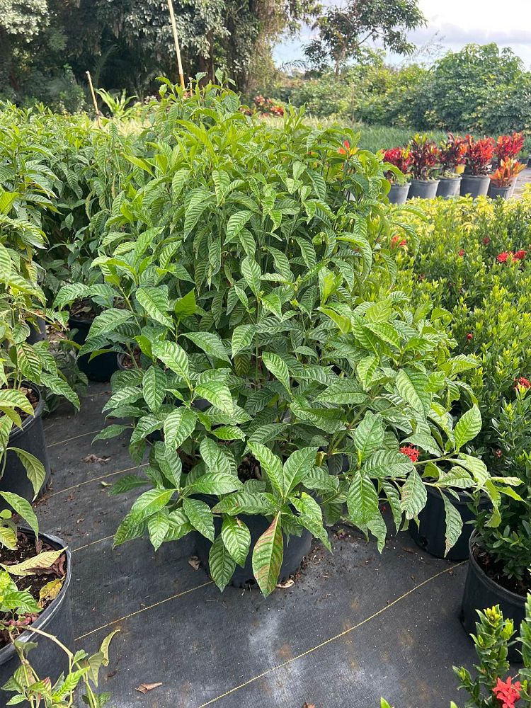 psychotria-nervosa-prostrate-wild-coffee