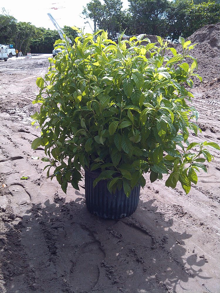 psychotria-nervosa-wild-coffee