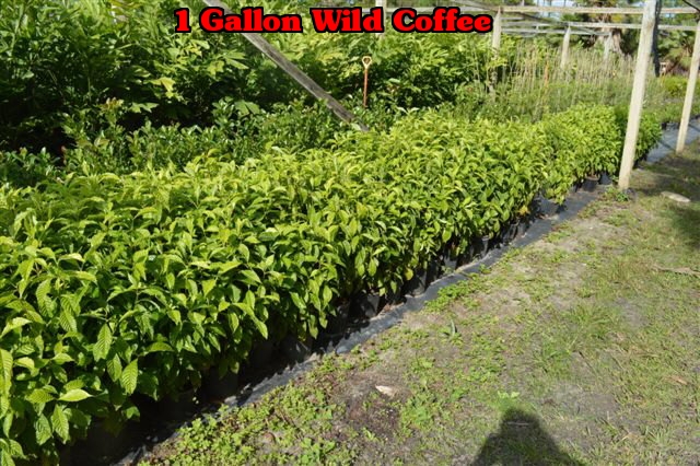psychotria-nervosa-wild-coffee