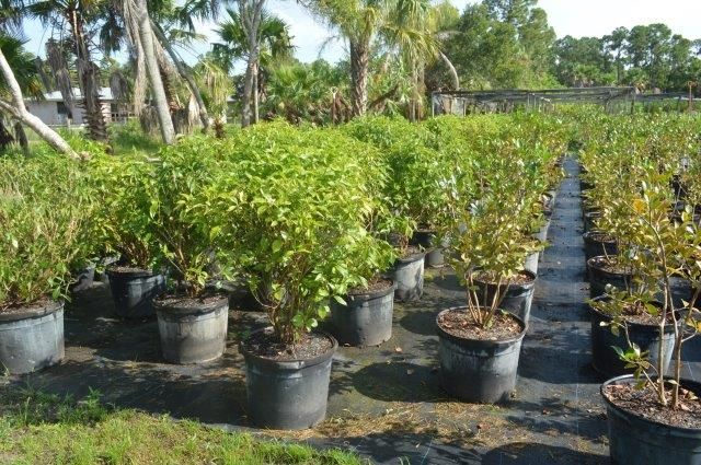 psychotria-nervosa-wild-coffee