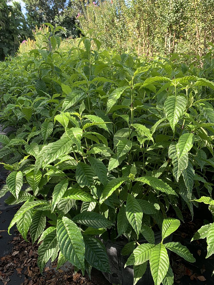 psychotria-nervosa-wild-coffee