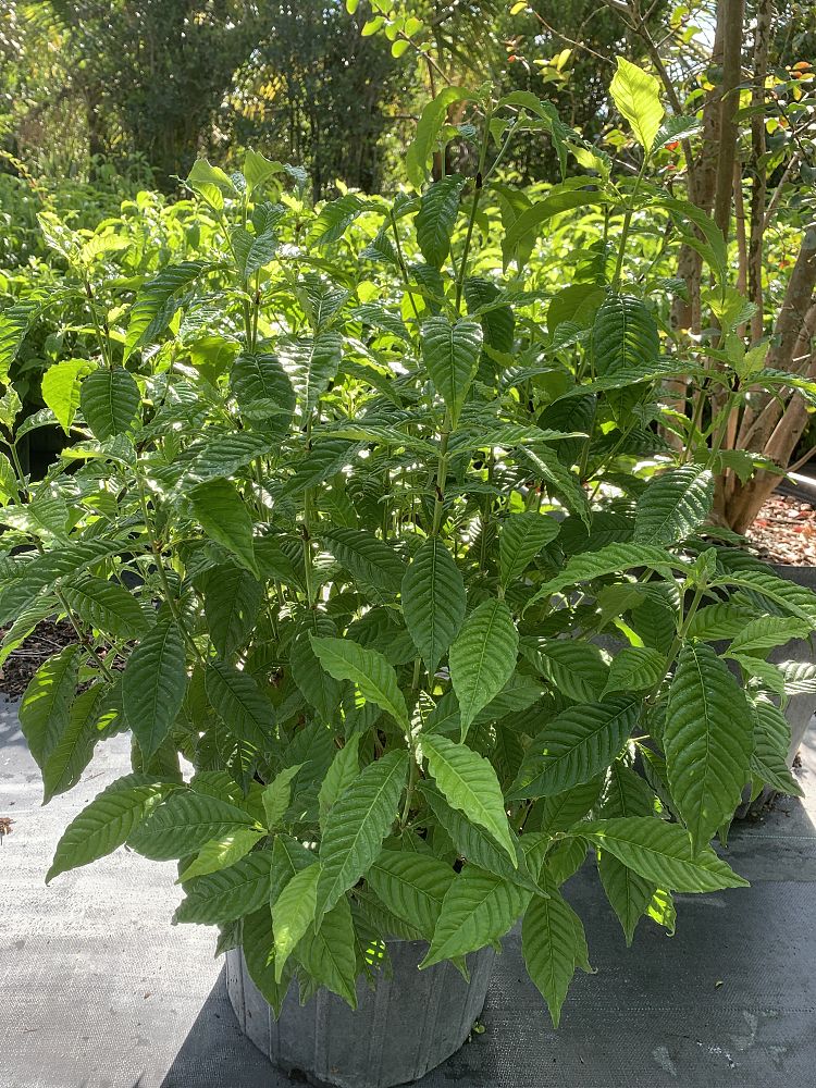 psychotria-nervosa-wild-coffee
