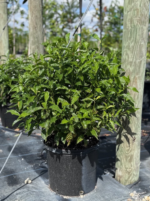 psychotria-nervosa-wild-coffee