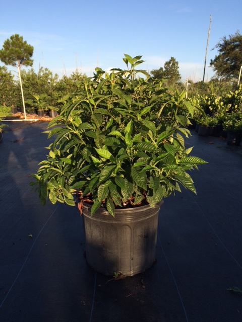 psychotria-nervosa-wild-coffee