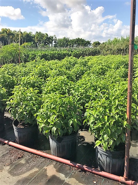 psychotria-nervosa-wild-coffee