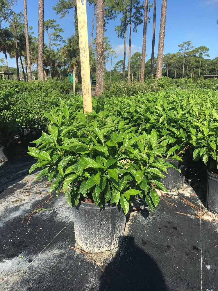 psychotria-nervosa-wild-coffee