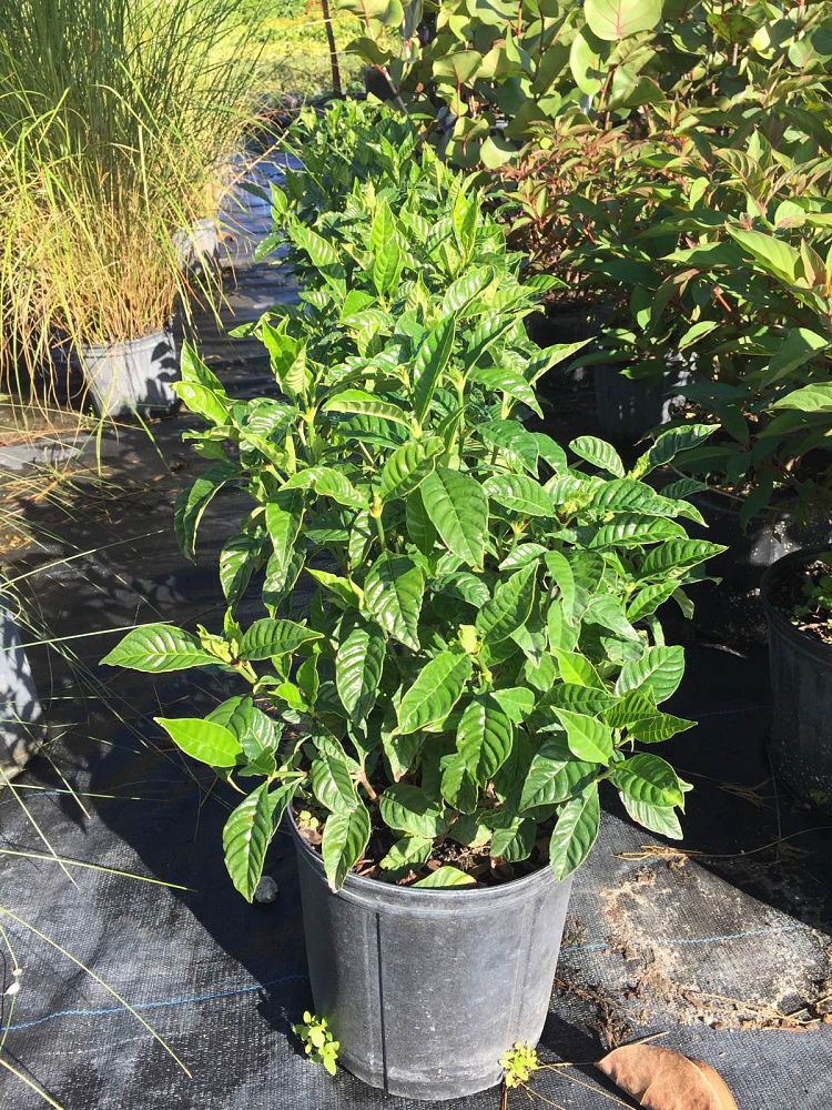 psychotria-nervosa-wild-coffee
