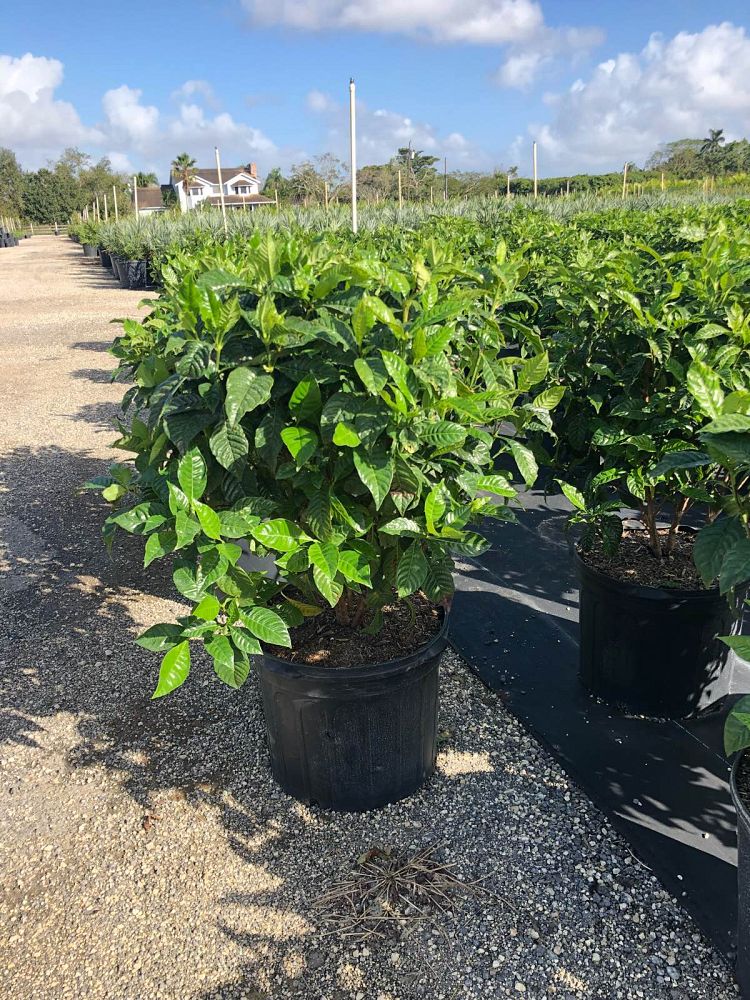 psychotria-nervosa-wild-coffee