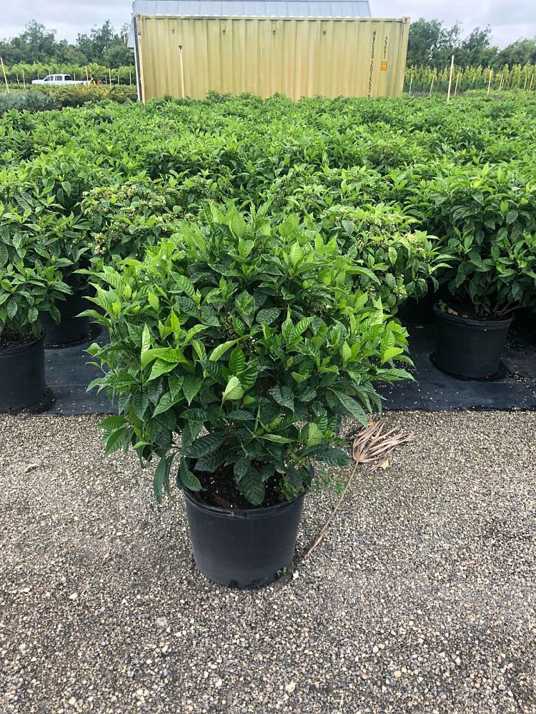 psychotria-nervosa-wild-coffee