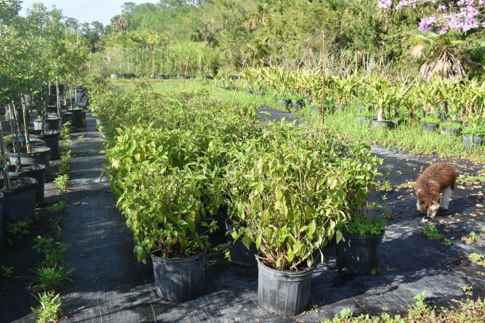 psychotria-nervosa-wild-coffee
