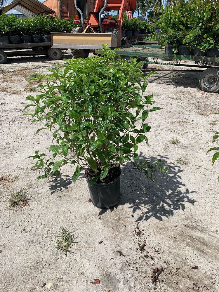 psychotria-nervosa-wild-coffee