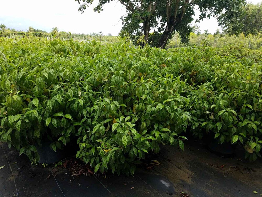 psychotria-nervosa-wild-coffee