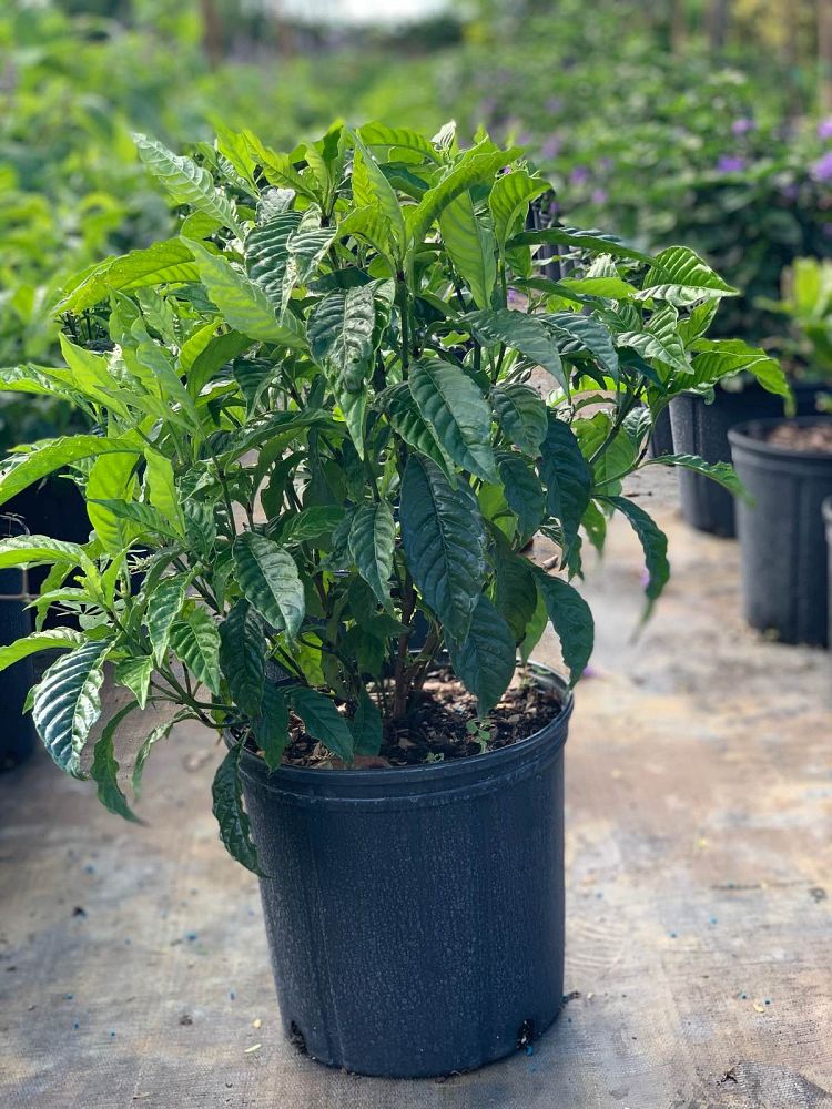 psychotria-nervosa-wild-coffee