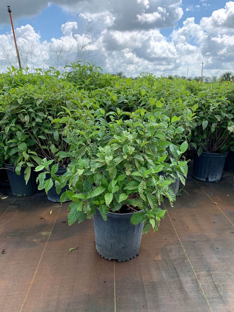 psychotria-nervosa-wild-coffee
