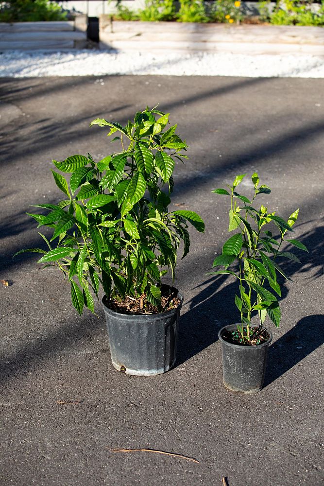 psychotria-nervosa-wild-coffee