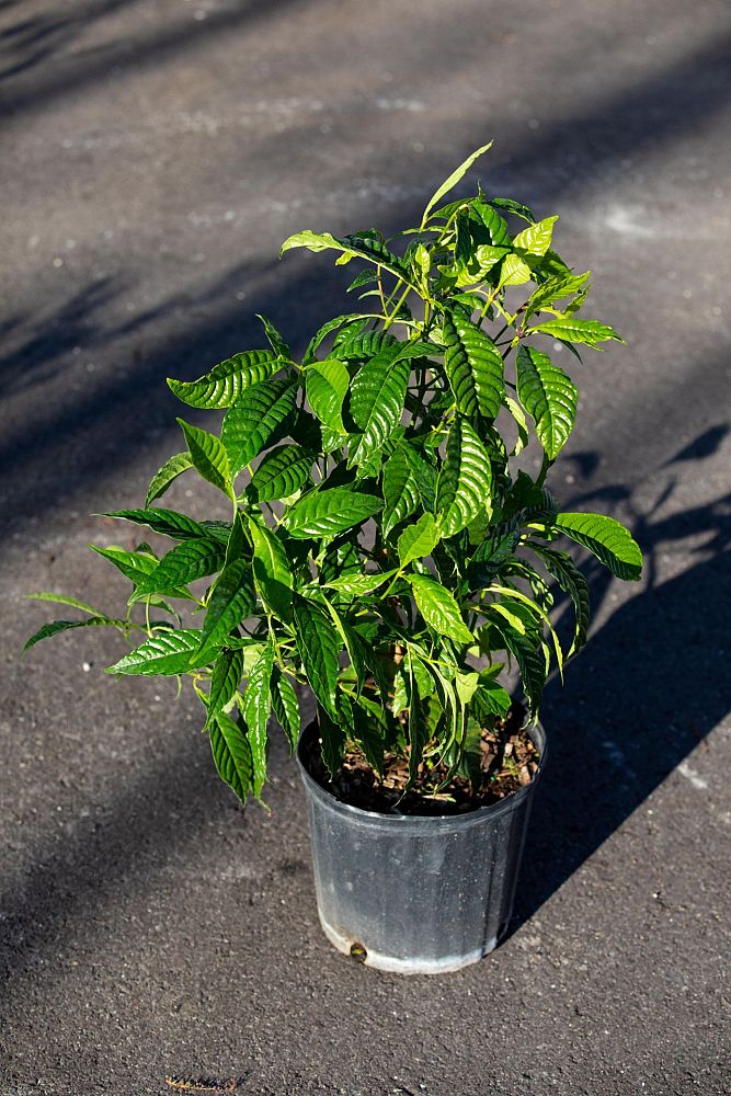 psychotria-nervosa-wild-coffee
