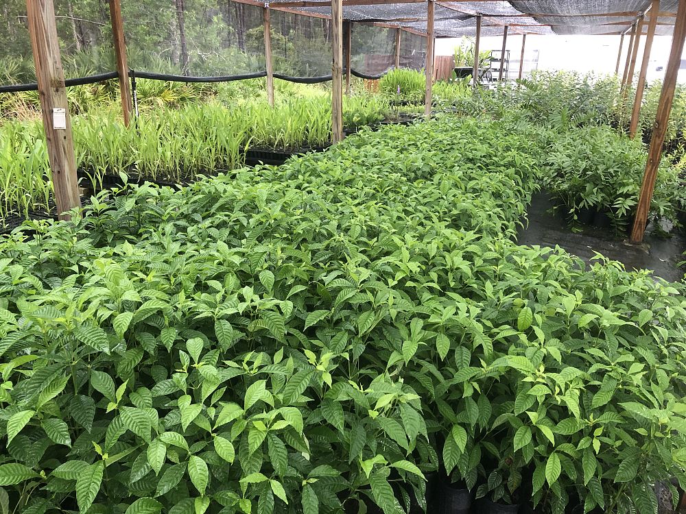psychotria-nervosa-wild-coffee