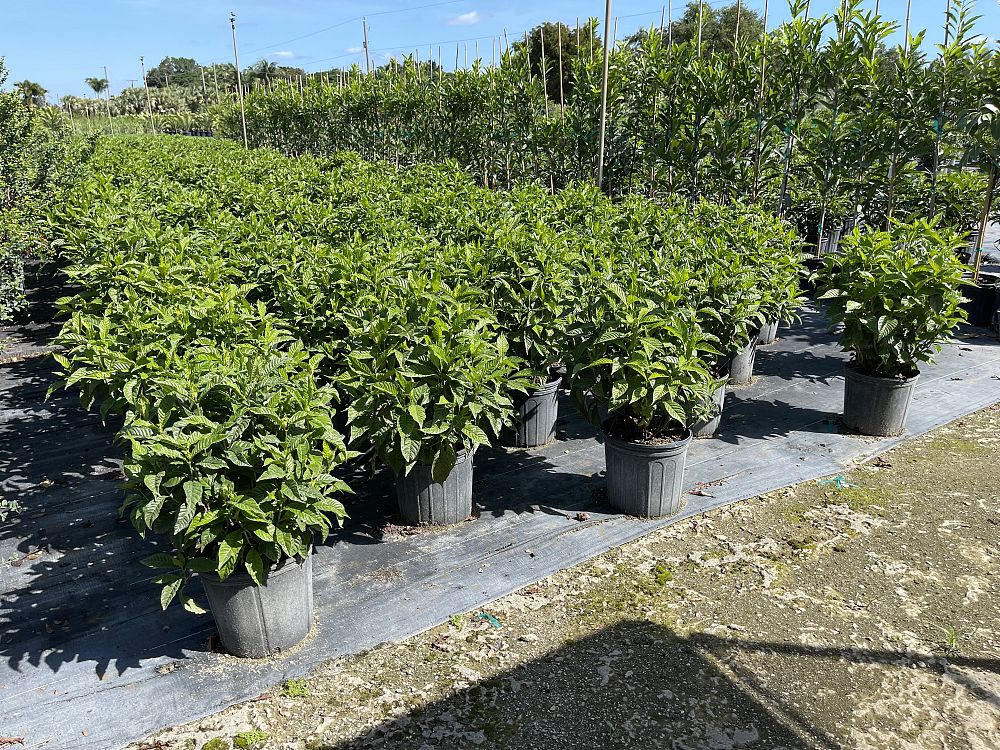 psychotria-nervosa-wild-coffee