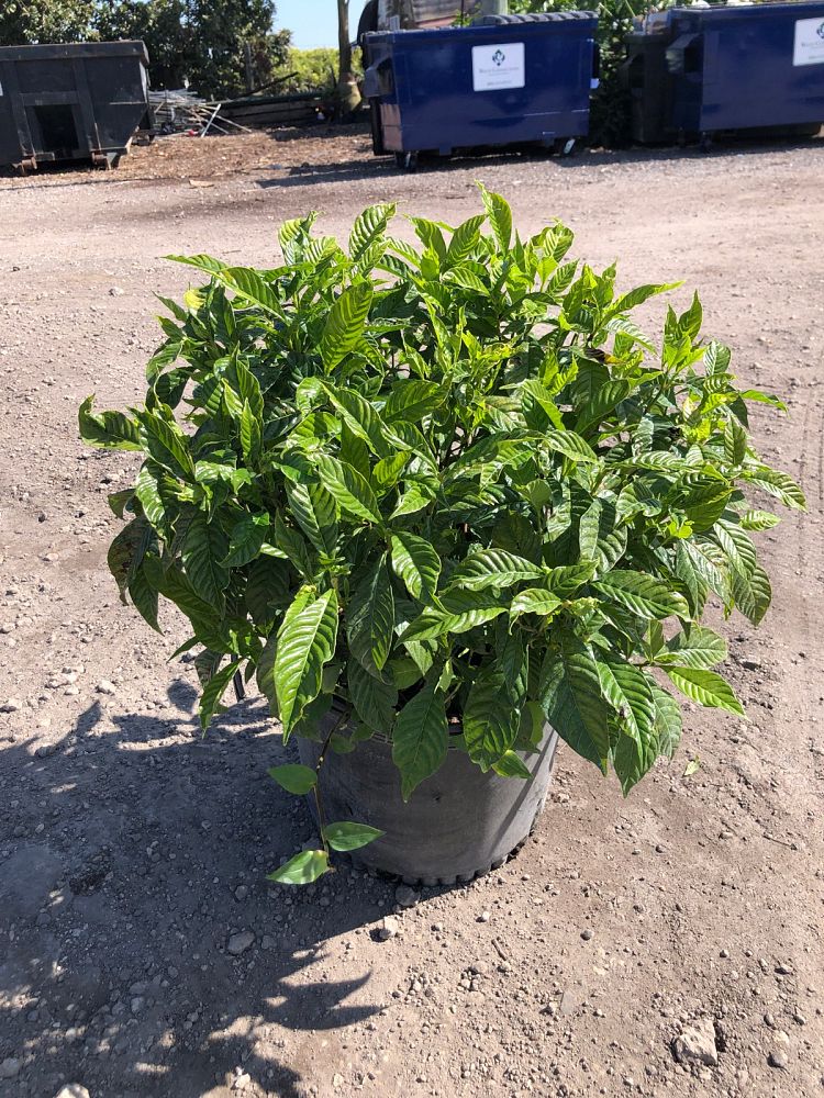 psychotria-nervosa-wild-coffee