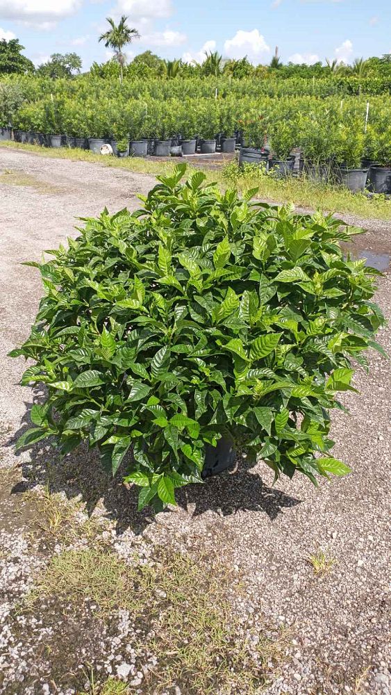 psychotria-nervosa-wild-coffee