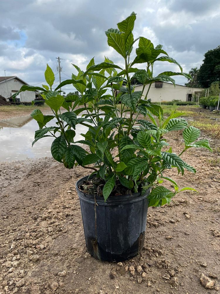 psychotria-nervosa-wild-coffee