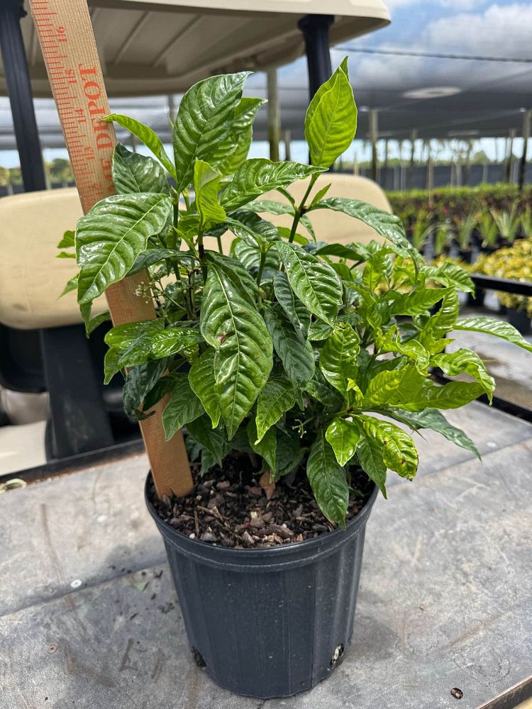 psychotria-nervosa-wild-coffee