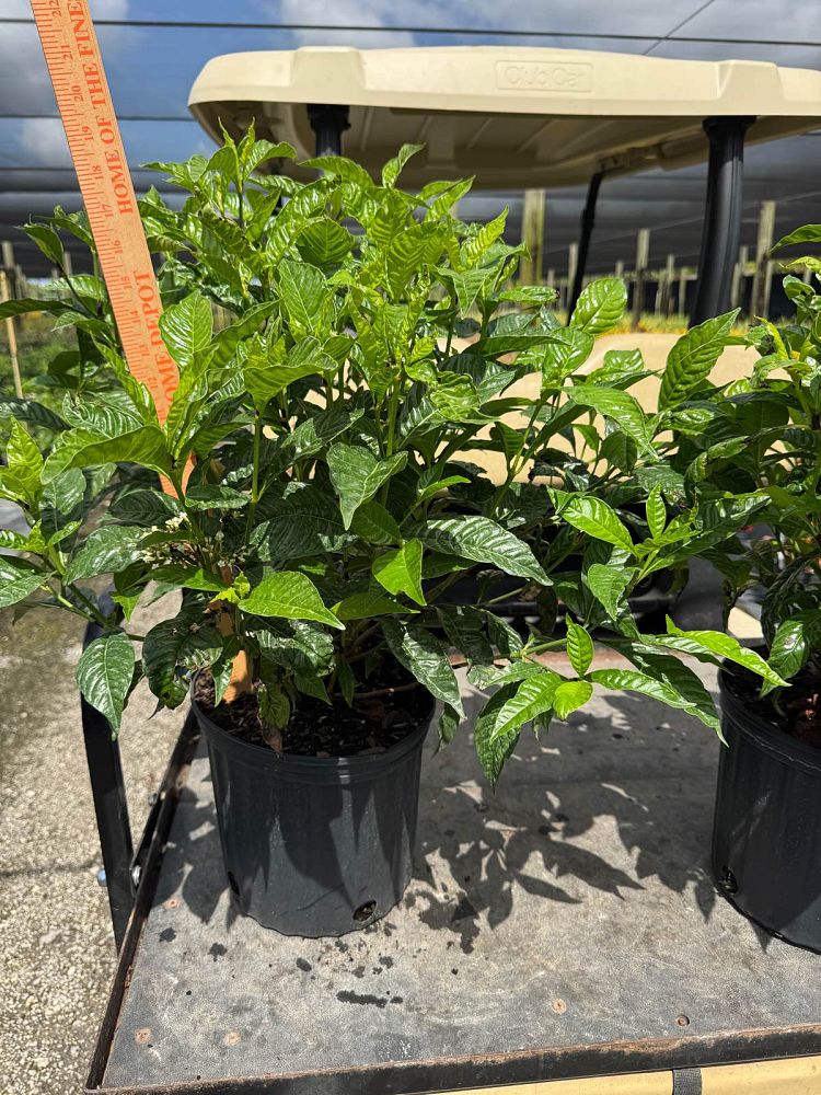 psychotria-nervosa-wild-coffee