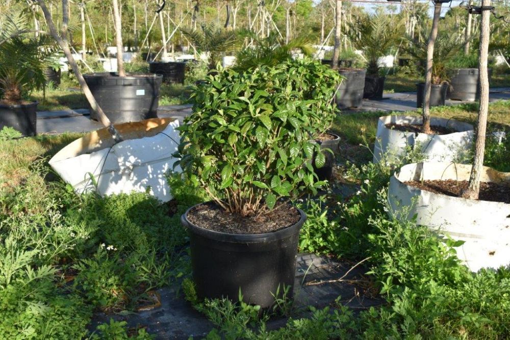 psychotria-nervosa-wild-coffee