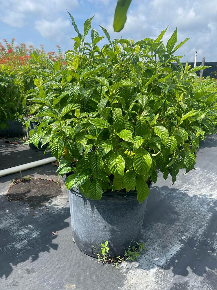 psychotria-nervosa-wild-coffee