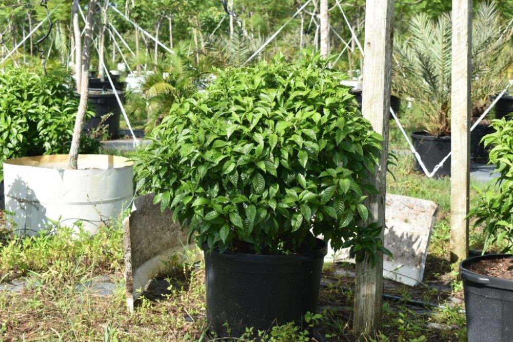 psychotria-nervosa-wild-coffee