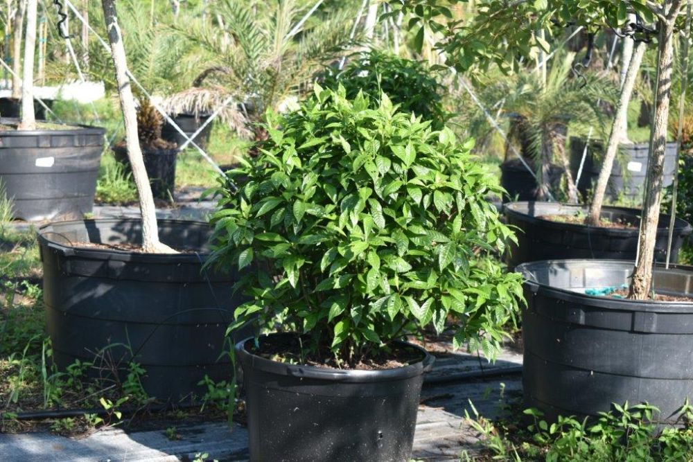 psychotria-nervosa-wild-coffee