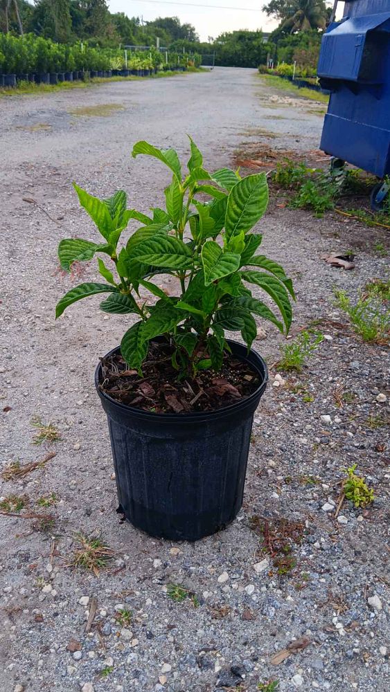 psychotria-nervosa-wild-coffee