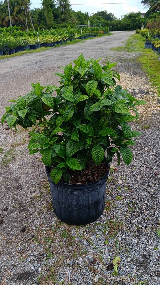 psychotria-nervosa-wild-coffee