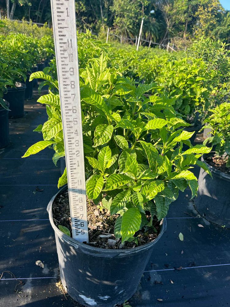 psychotria-nervosa-wild-coffee