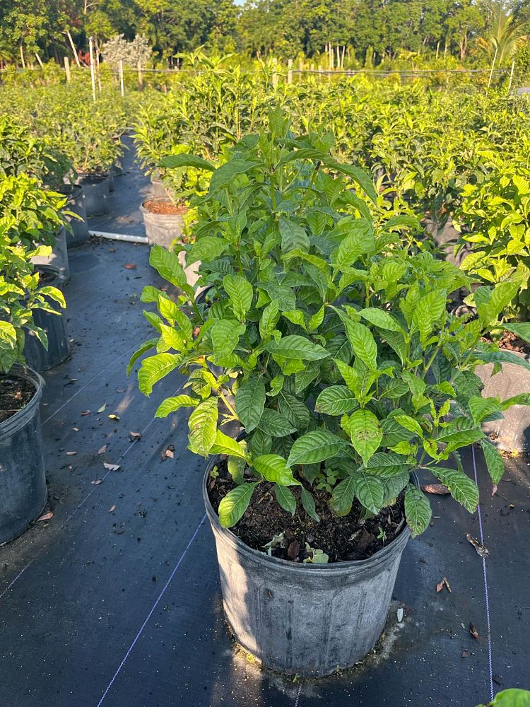 psychotria-nervosa-wild-coffee