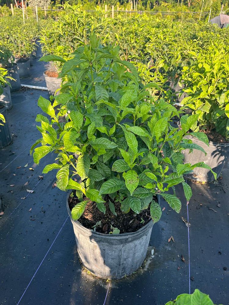 psychotria-nervosa-wild-coffee