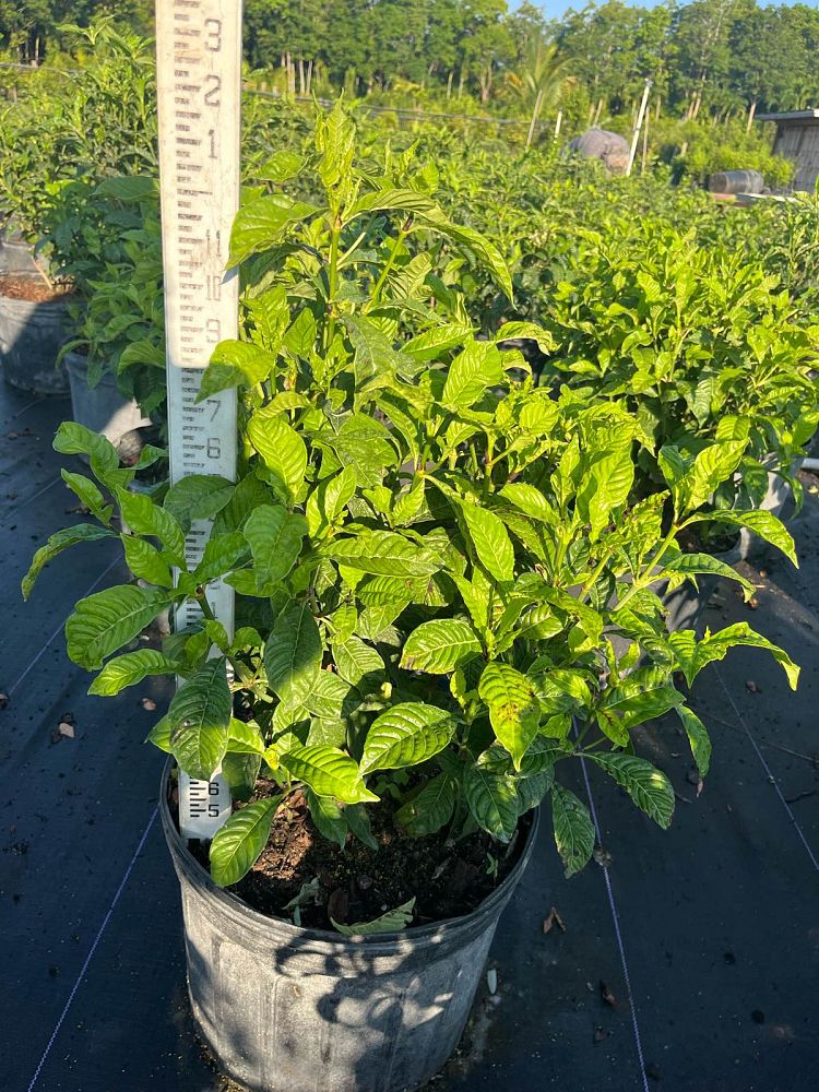 psychotria-nervosa-wild-coffee