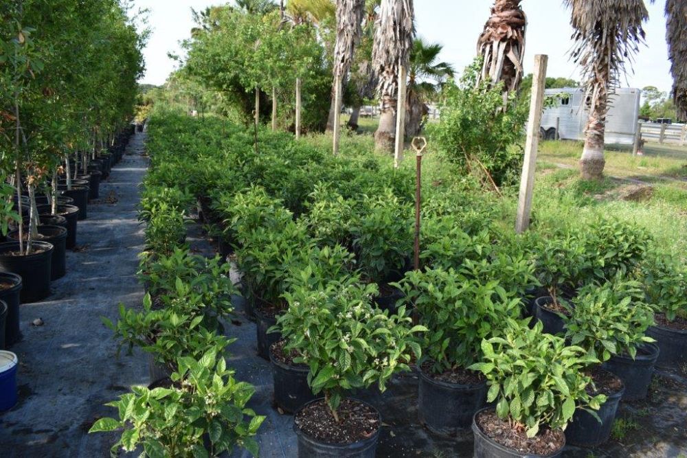 psychotria-nervosa-wild-coffee