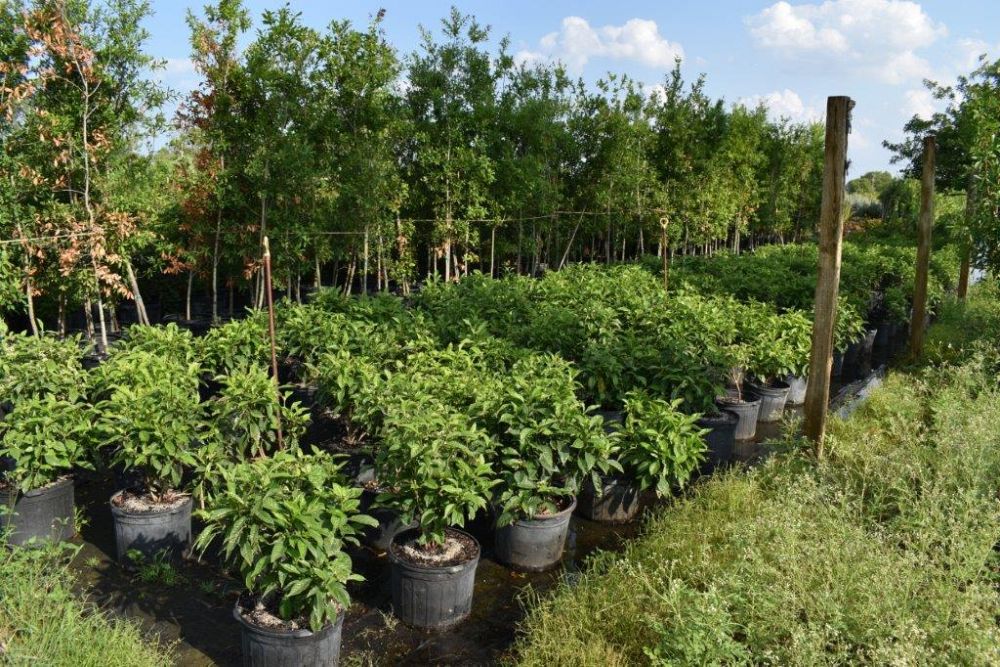 psychotria-nervosa-wild-coffee