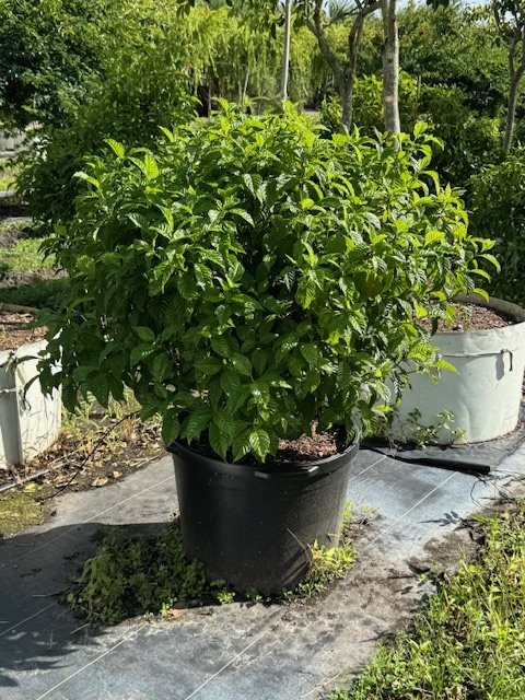 psychotria-nervosa-wild-coffee