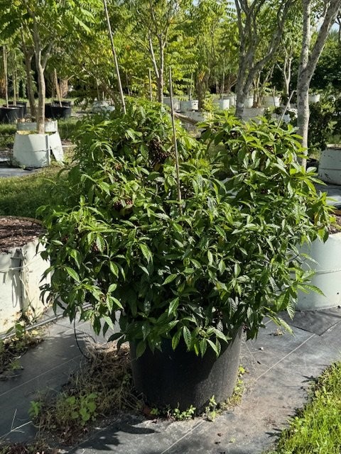 psychotria-nervosa-wild-coffee