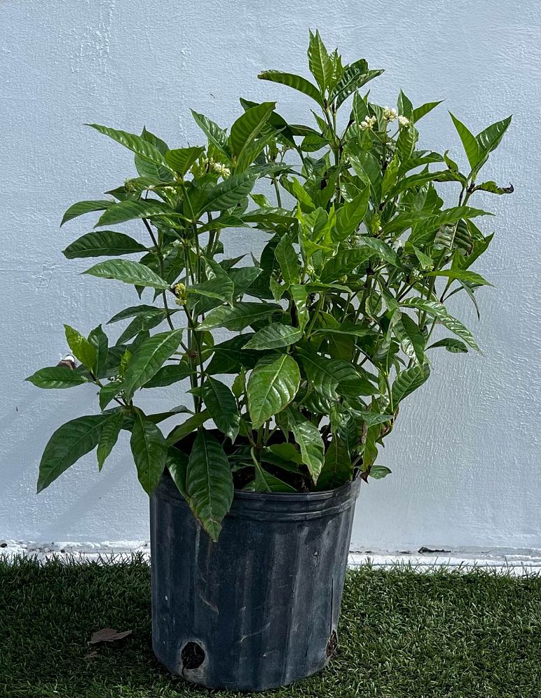 psychotria-nervosa-wild-coffee