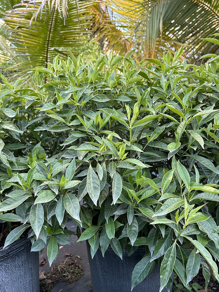 psychotria-nervosa-wild-coffee