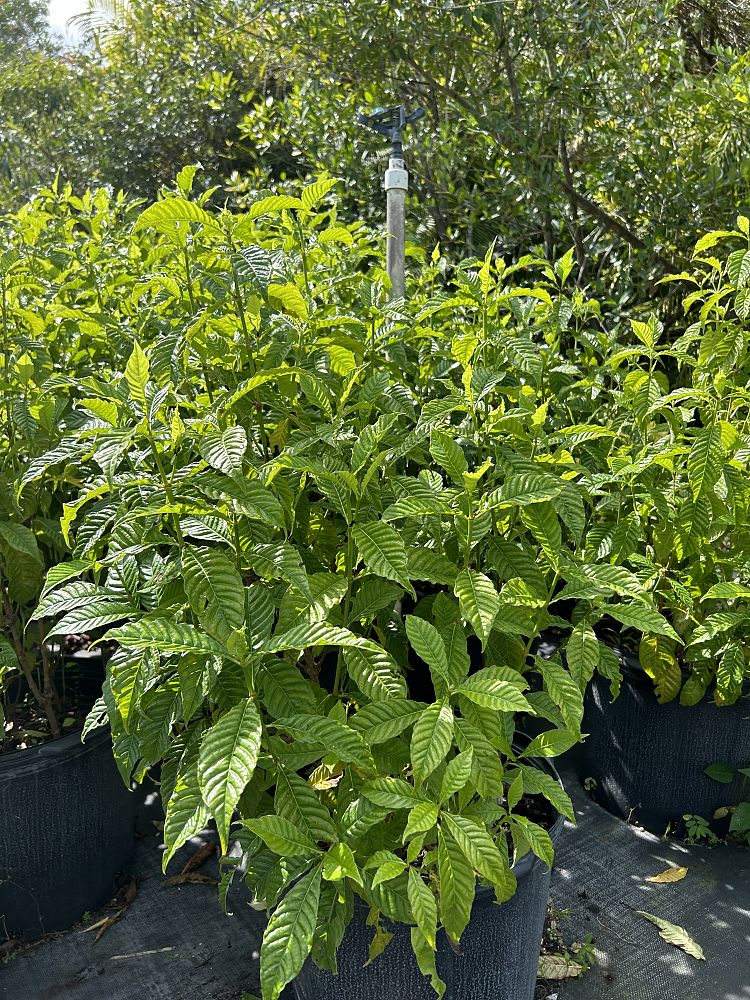 psychotria-nervosa-wild-coffee